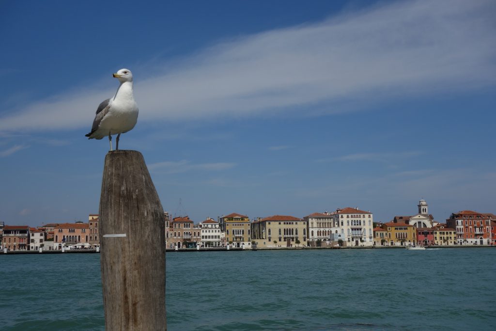 guide touriste venise